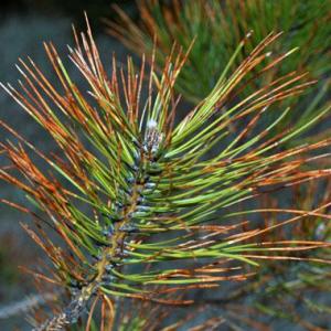 Dothistroma Blight of Pines