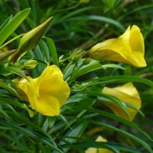 Yellow Oleander Care: Uses For Yellow Oleander In The Landscape