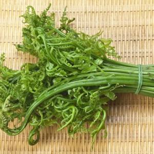 Which Fiddlehead Ferns Are Edible?