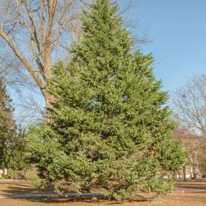 Cedar Tree Care: Tips For How To Grow Cedar Trees