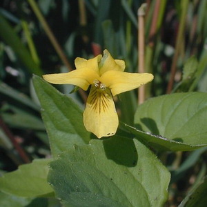 Common Yellow Violet