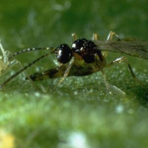 Whitefly Parasite