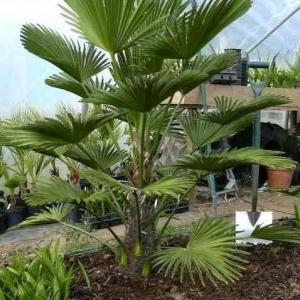 Sun-Loving Palms: What Are Some Palm Trees For Pots In Sun