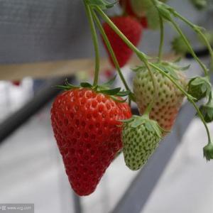 How to Grow Strawberries in Hay Bales