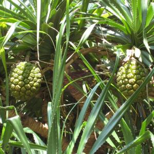 Quick Tip: Pineapple Plant!