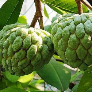 How to Grow Sugar Apple | Complete Guide on Growing Sugar Apple & its Care