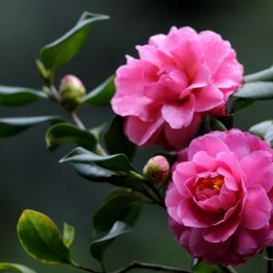 被称为中国十大名花的分别是什么花？