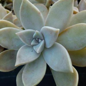 Ghost Plant Information: Tips For Growing Succulent Ghost Plants
