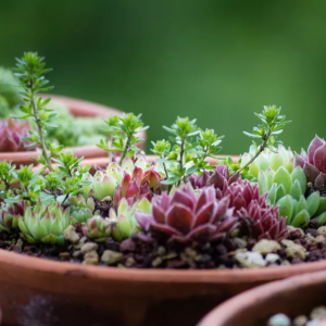How to Choose and Grow Succulents(1/3)