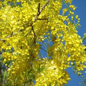 Cassia Tree Pruning: How And When To Trim Cassia Trees