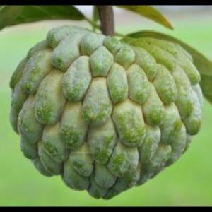 What Is Sugar Apple Fruit: Can You Grow Sugar Apples