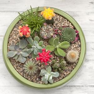 How to Make an Easy Succulent Container Garden(1/3)