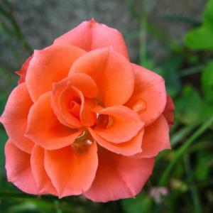 How to Revive Droopy-Headed Roses