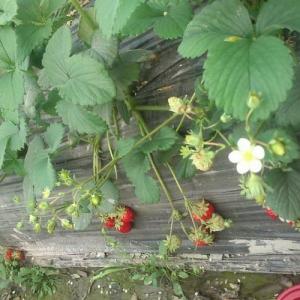 How to Plant Strawberries in Michigan