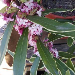 Daphne cneorum: Una planta tan bella como peligrosa