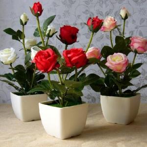 盆栽玫瑰花怎么养 盆栽玫瑰花的养殖方法和注意事项(图)