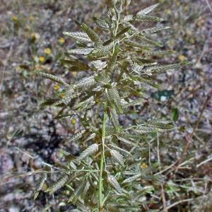 Eragrostis cilianensis