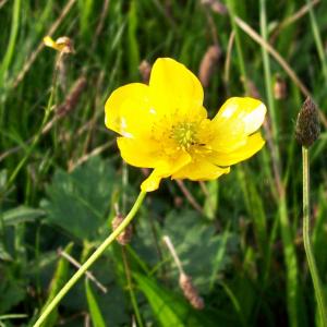 Ranunculus acris – Meadow Buttercup