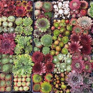Succulent Plant Info: Learn About Types Of Succulents And How They Grow