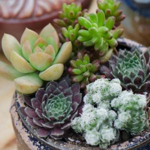 How to Choose and Grow Succulents(2/3)