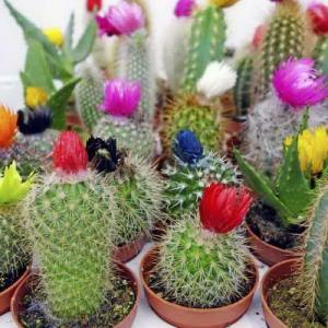 Reproducción con semillas de cactus y crasas