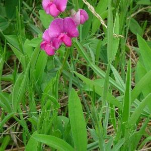 Lathyrus latifolius
