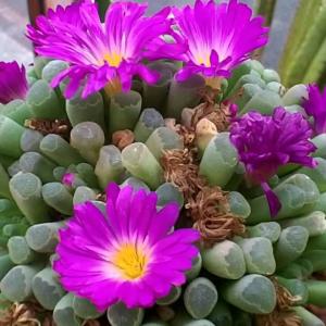 Baby Toes Succulent: How To Grow A Baby Toes Plant