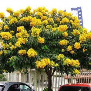 Growing Cassia Trees – Tips For Planting A Cassia Tree And Its Care