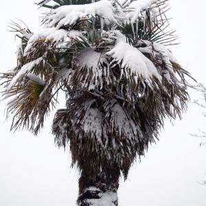Winterizing A Palm Tree: Tips On Wrapping Palm Trees In Winter