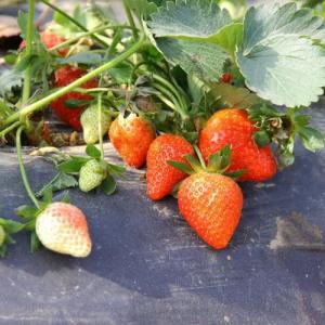 How to Grow Everbearing Strawberries