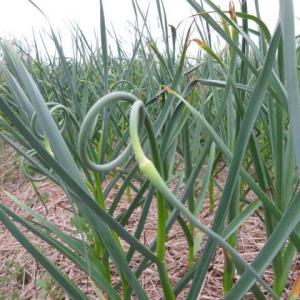How To Grow And Harvest Garlic Scapes