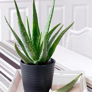How to Grow and Care for an Aloe Vera