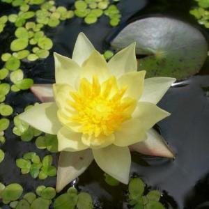 Care Of Water Lilies: Growing Water Lilies And Water Lily Care