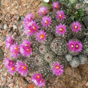 Escobaria vivipara – Beehive Cactus