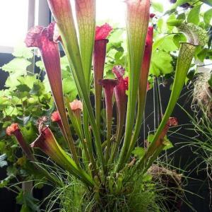 Pitcher Plant Diseases And Pests Of Pitcher Plants