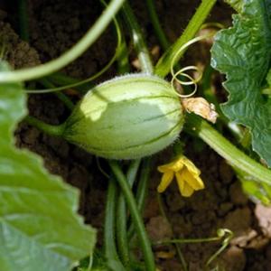 Can You Plant Watermelon & Cantaloupe in the Same Bed?