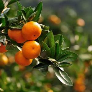 柑橘常见病害的防治技术