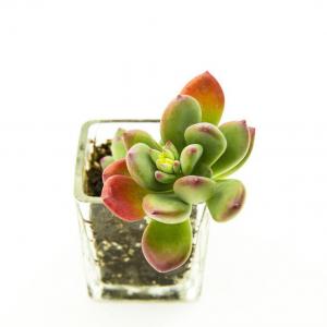 How to Make an Easy Succulent Container Garden(2/3)
