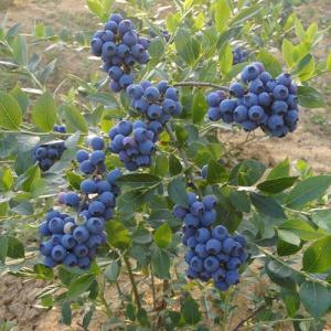 盆栽蓝莓种植技术