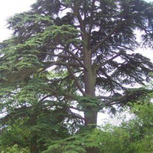 Cedar Of Lebanon Tree – How To Grow Lebanon Cedar Trees