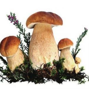 How to Collect Oyster Mushroom Spores