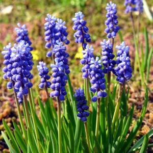 Muscari botryoides