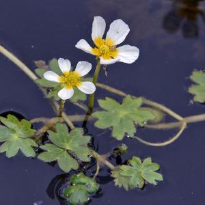 Ranunculus peltatus – Pond Water Crowfoot