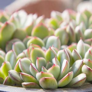 How to Choose and Grow Succulents(3/3)