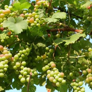 How to Grow and Care for Grapevines (Vitis vinifera)