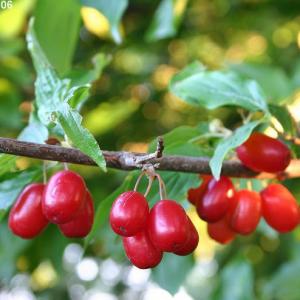 Cornelian Cherry Cultivation – How To Grow Cornelian Cherry Trees