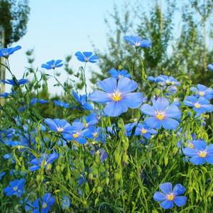 Linum perenne