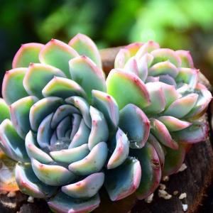 How to Make an Easy Succulent Container Garden(3/3)
