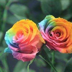 七彩玫瑰花语是什么