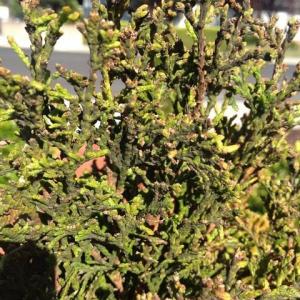 Pestalotiopsis Tip Blight on Arborvitae